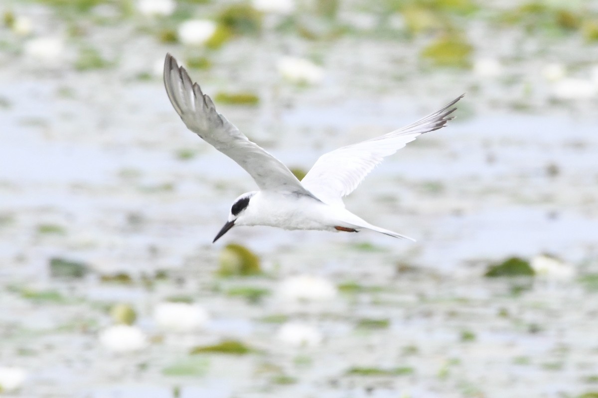 Forster's Tern - ML594371011