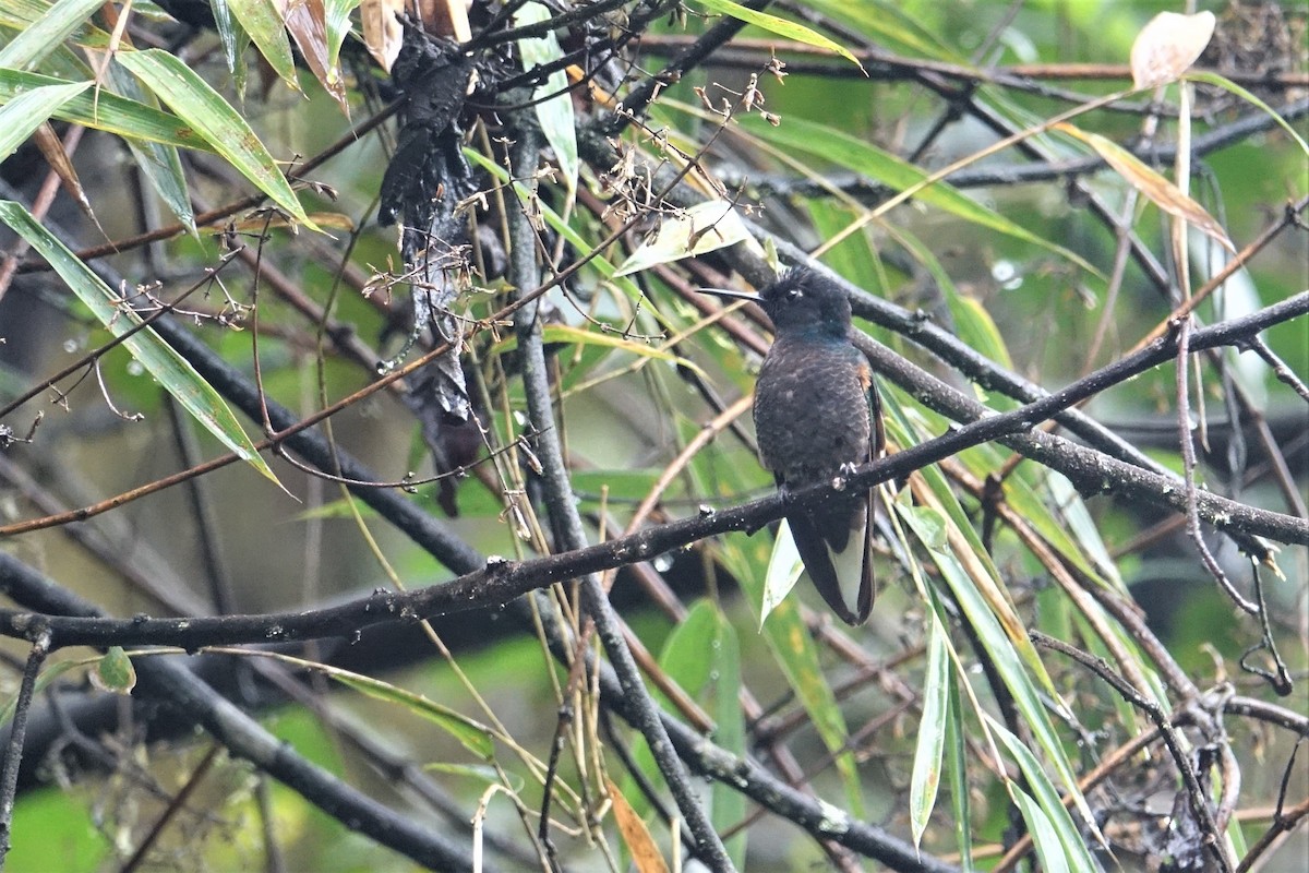 kolibřík hyacintový - ML59437171