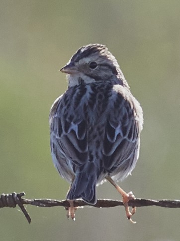 Savannah Sparrow - ML59437181