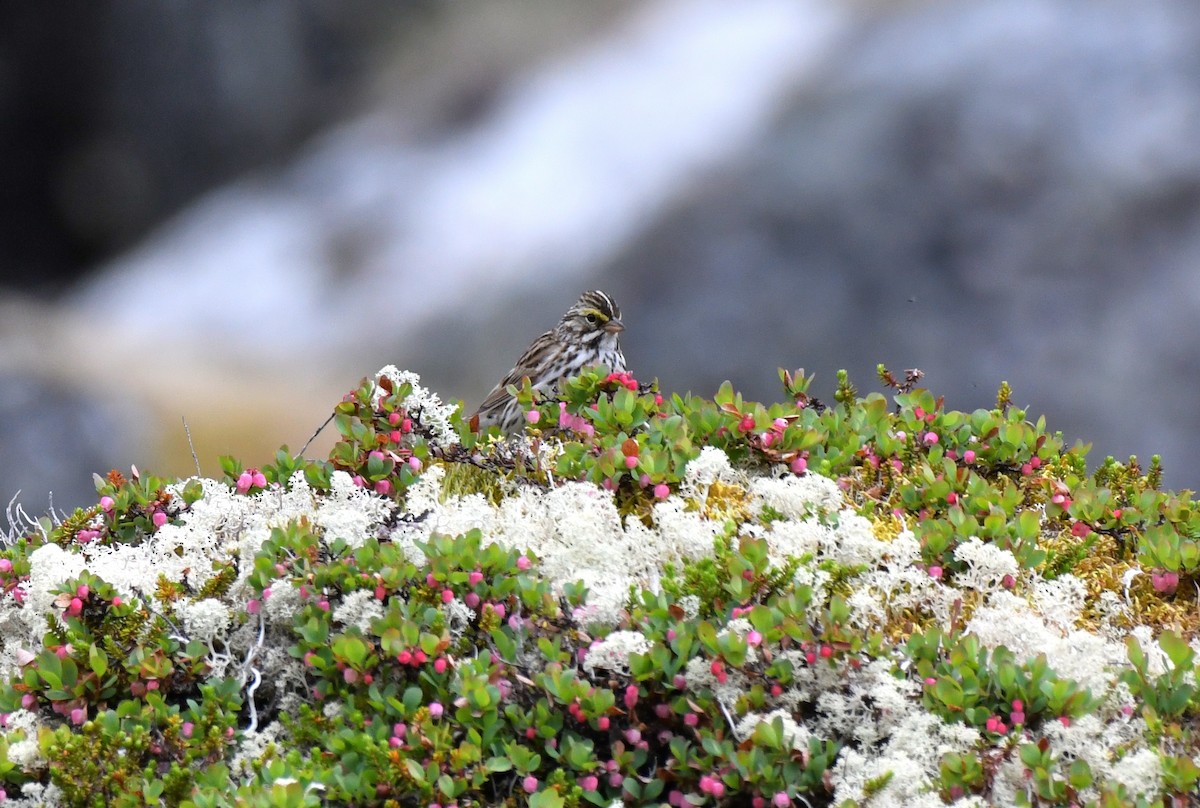 Savannah Sparrow - Timothy Piranian