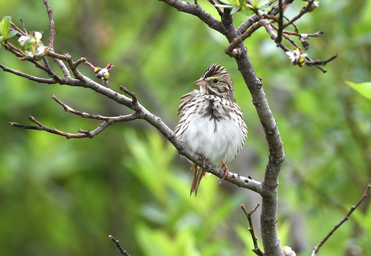 Savannah Sparrow - ML594371871