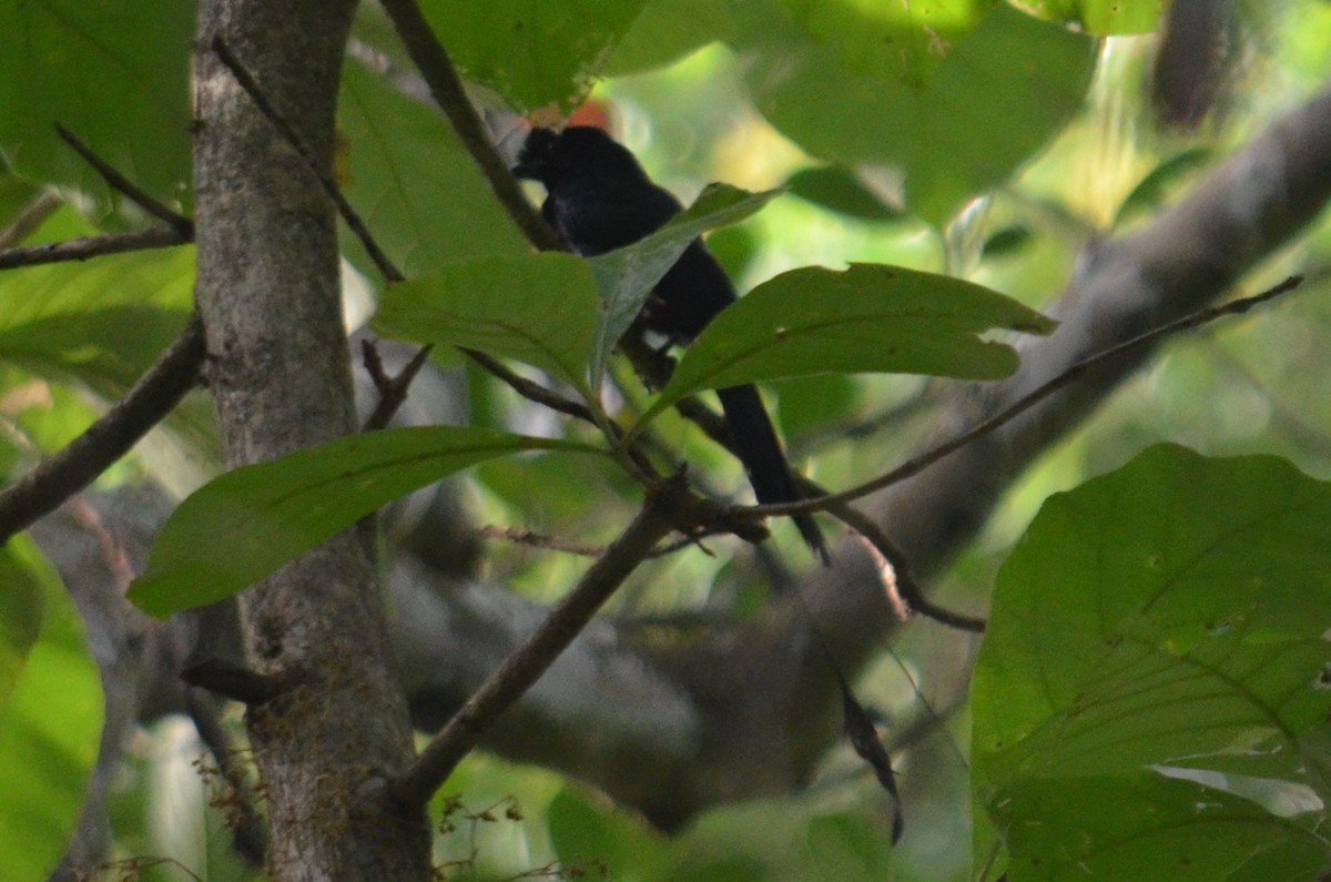 Greater Racket-tailed Drongo - ML594372271