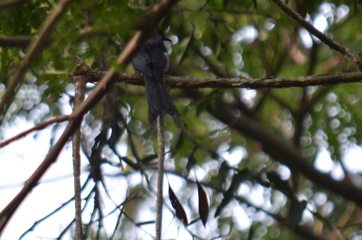 Greater Racket-tailed Drongo - ML594372281