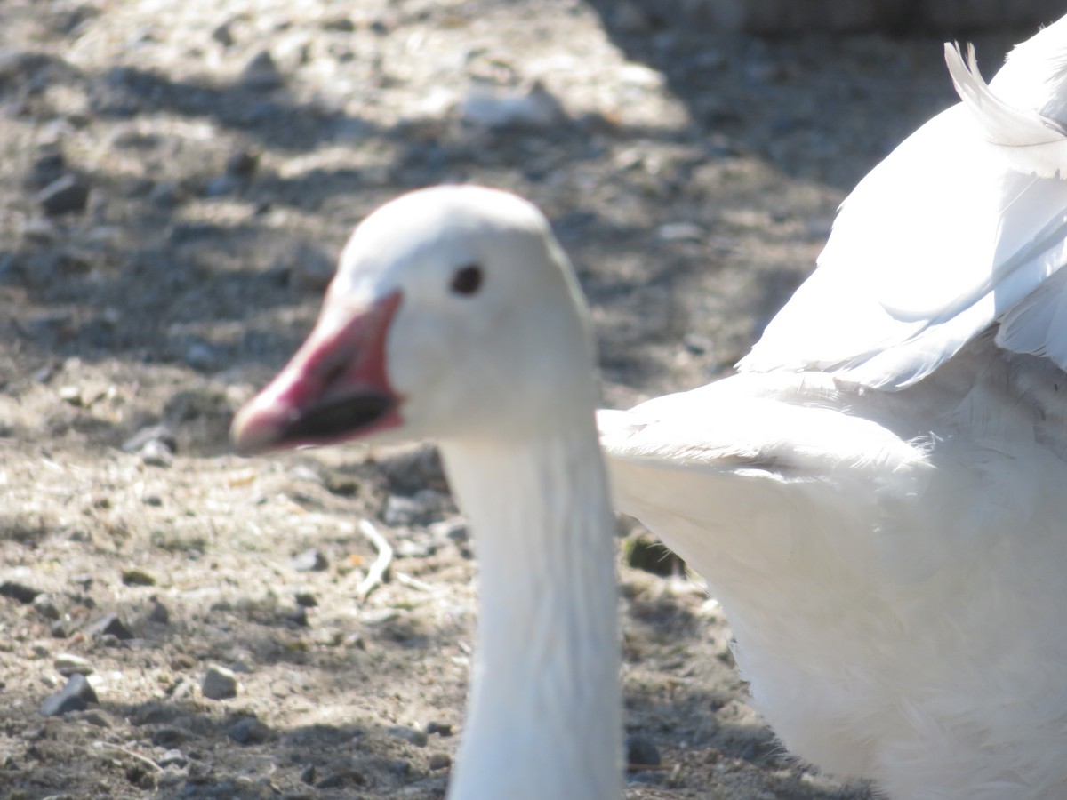 Snow Goose - ML594374501