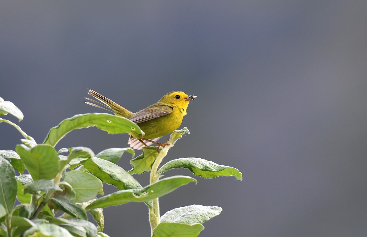 Wilson's Warbler - ML594375831