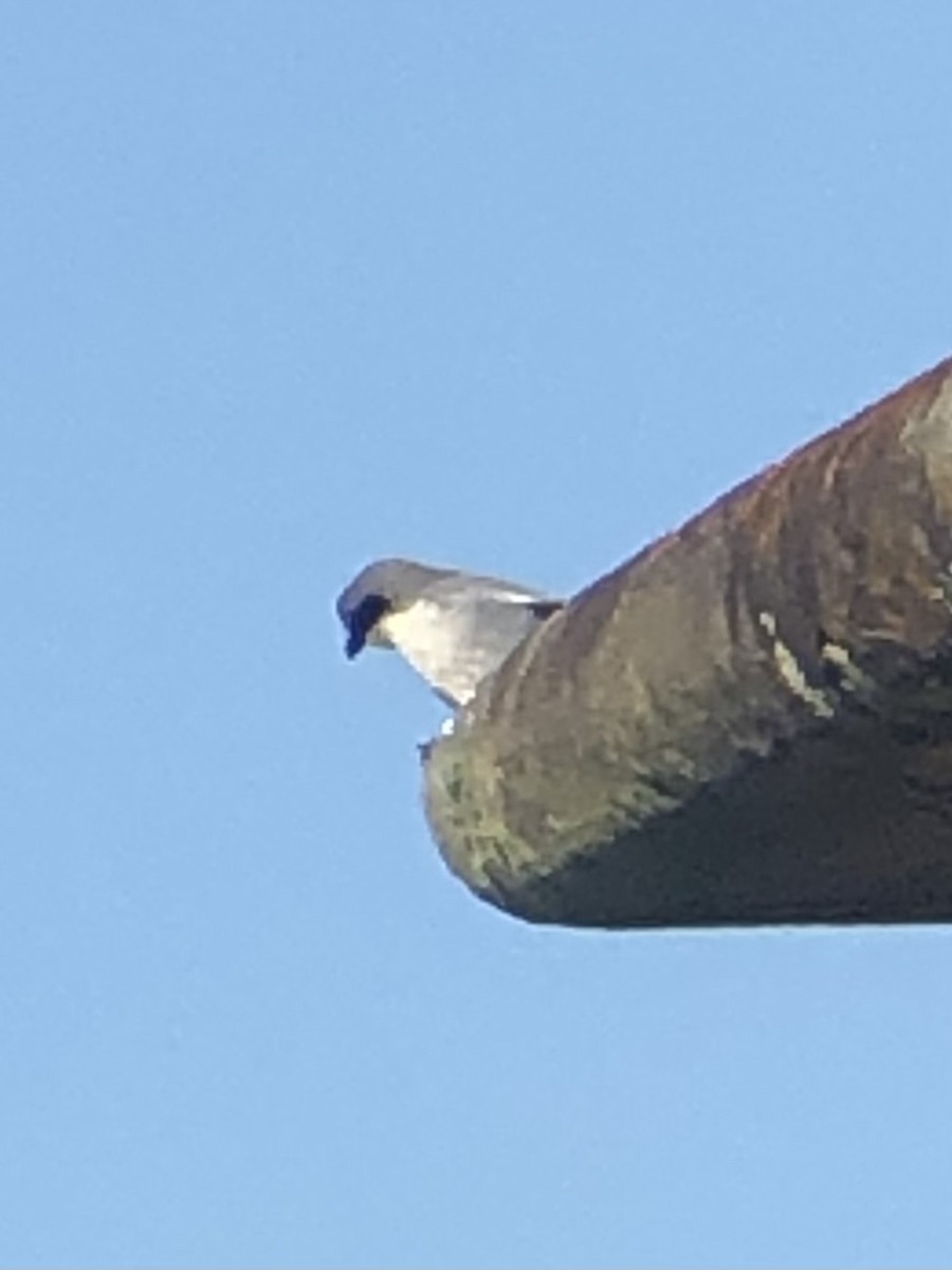 Loggerhead Shrike - ML594376161