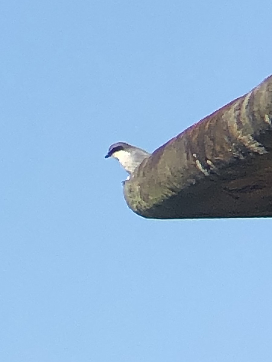 Loggerhead Shrike - ML594376171