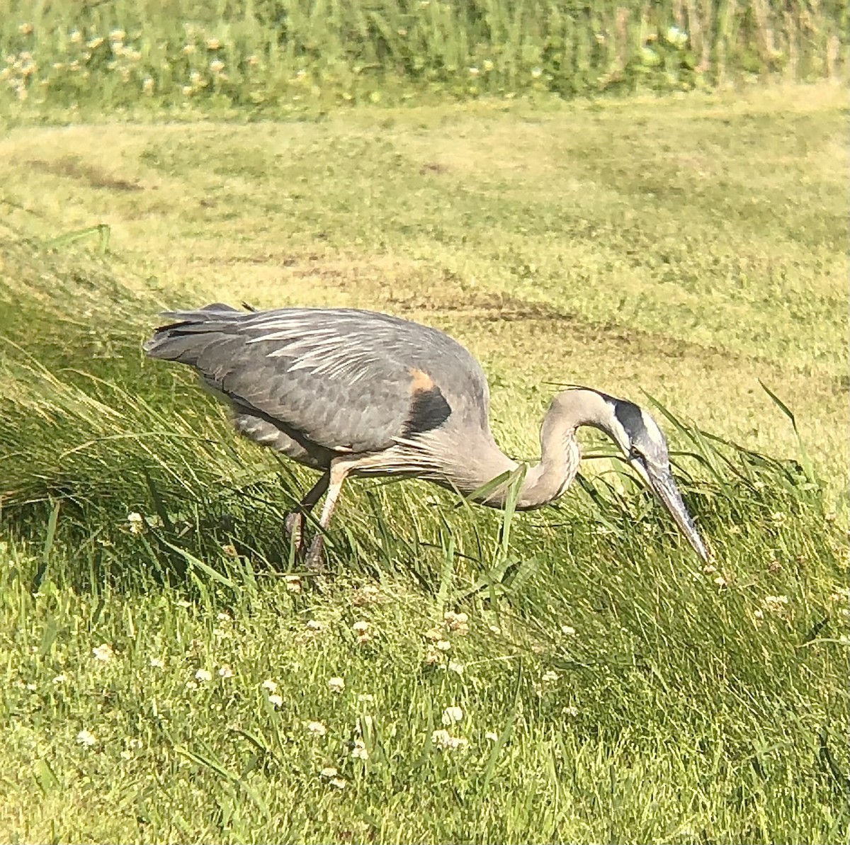Great Blue Heron - ML594376421