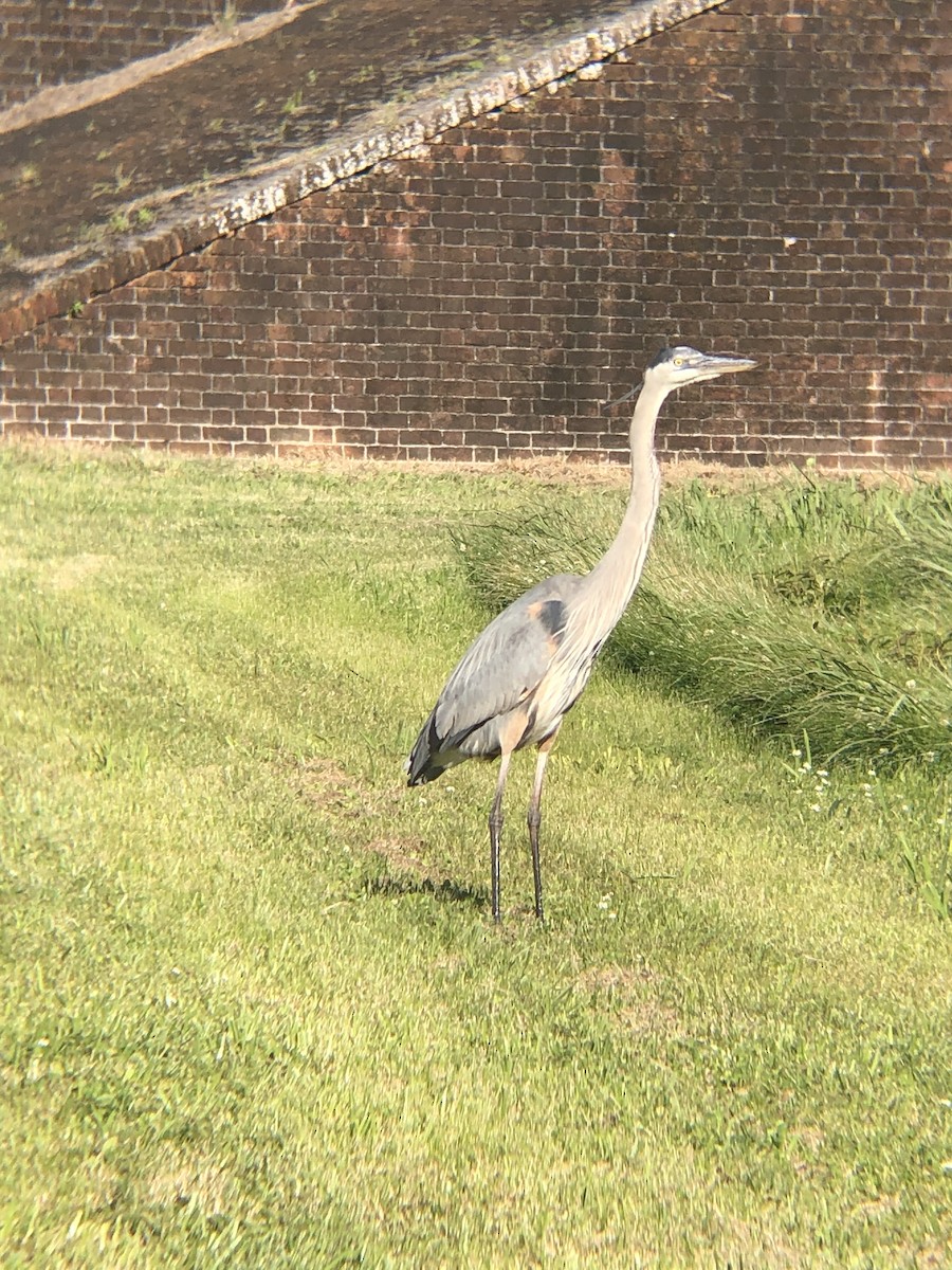 Great Blue Heron - ML594376441