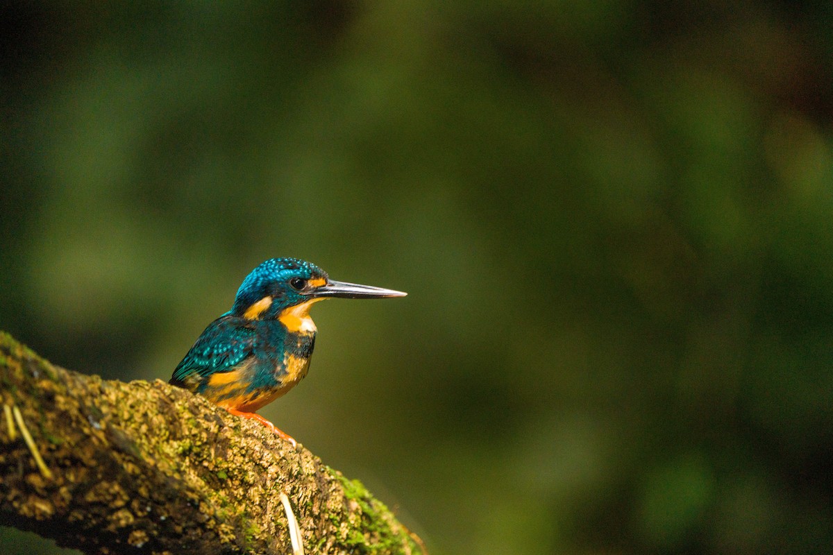 Indigo-banded Kingfisher - ML594378451