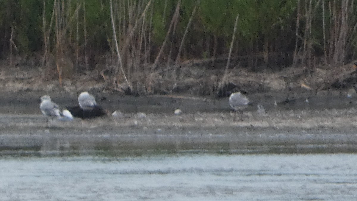 Gaviota Argéntea - ML594378661