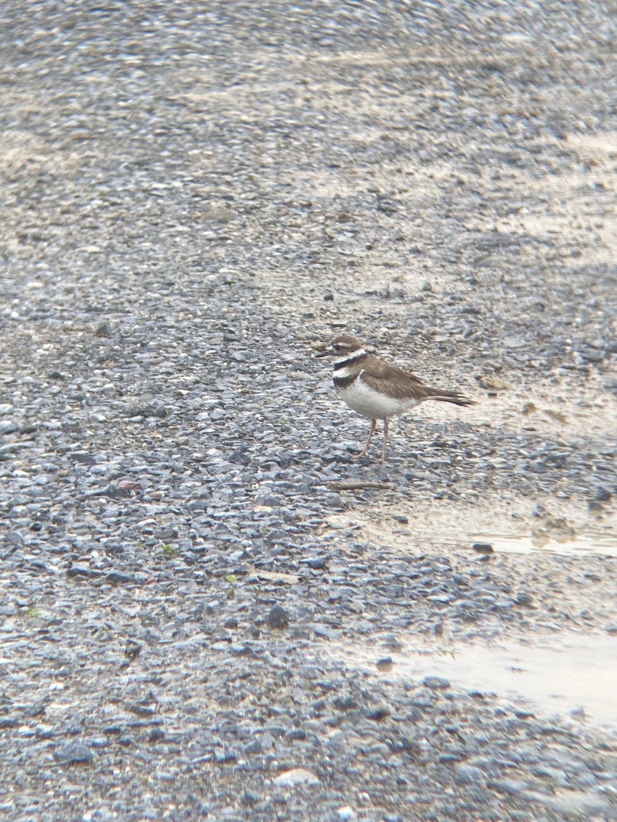 Killdeer - ML594378801