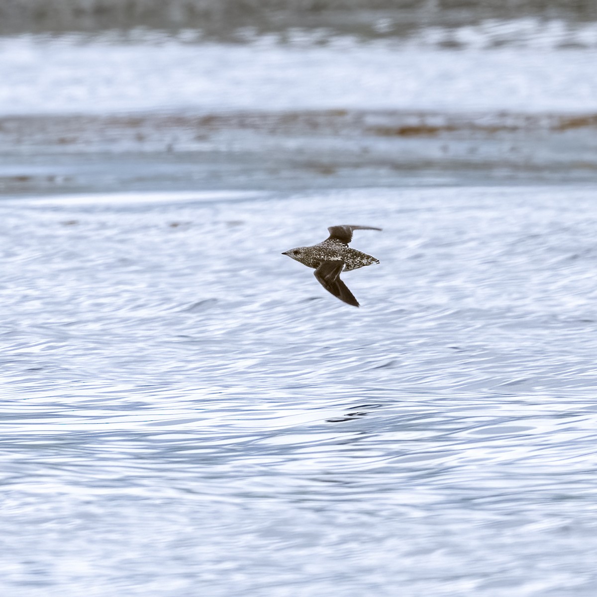 Kittlitz's Murrelet - ML594379261