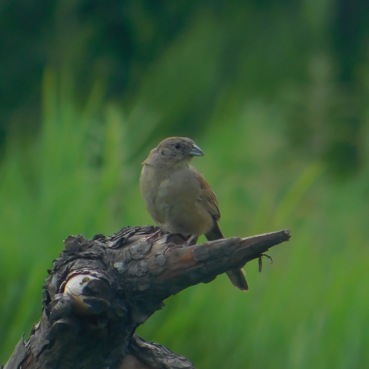 Botteri's Sparrow (Botteri's) - Alberto Paz