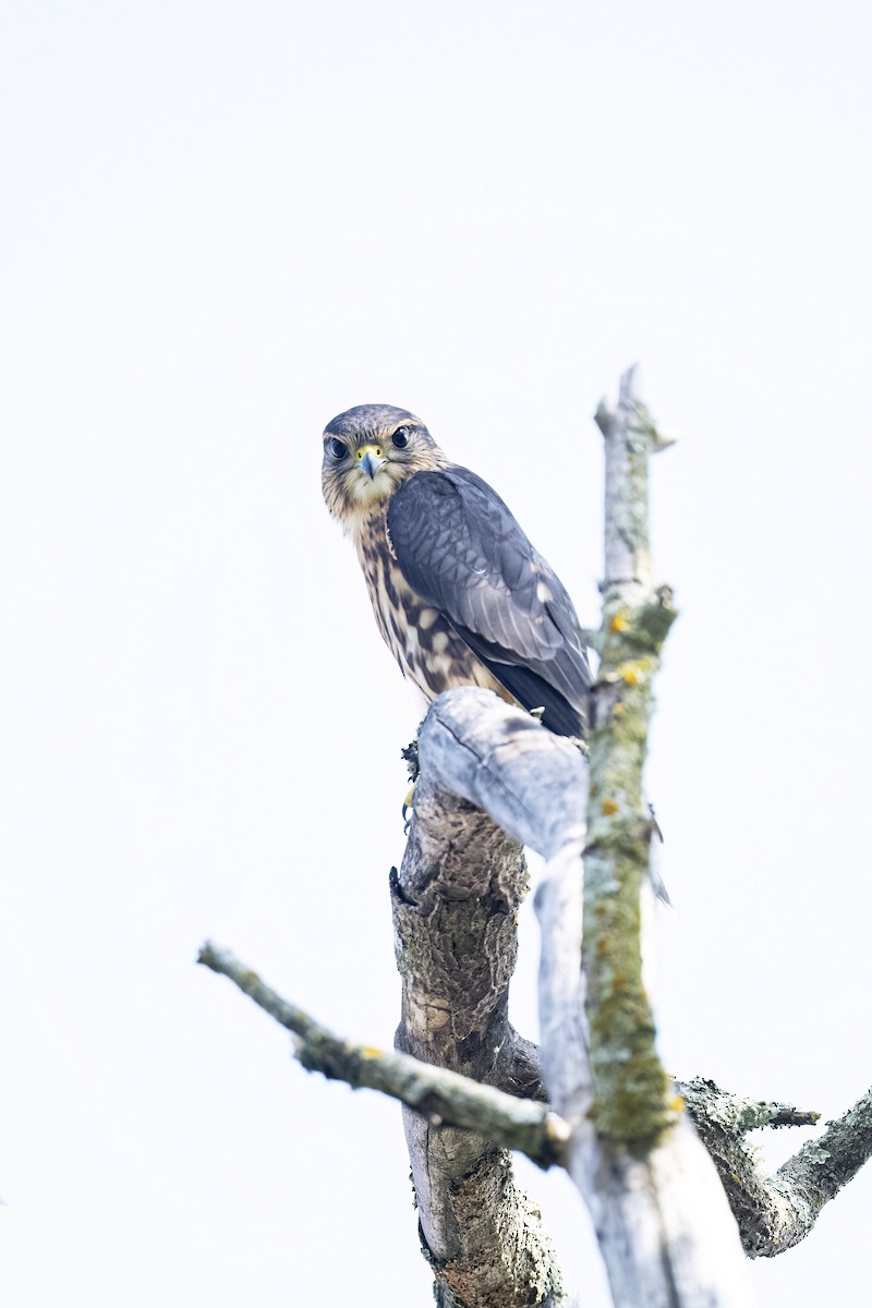 Merlin - ML594380461