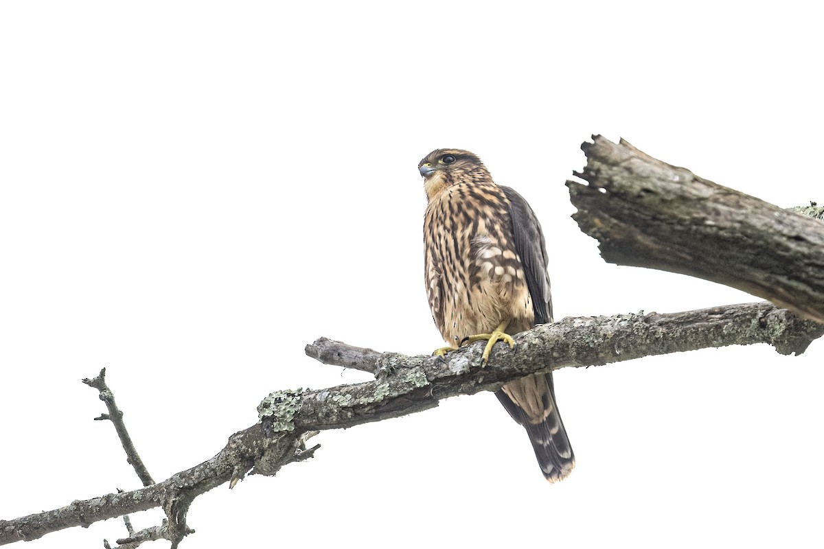 Merlin - ML594380471