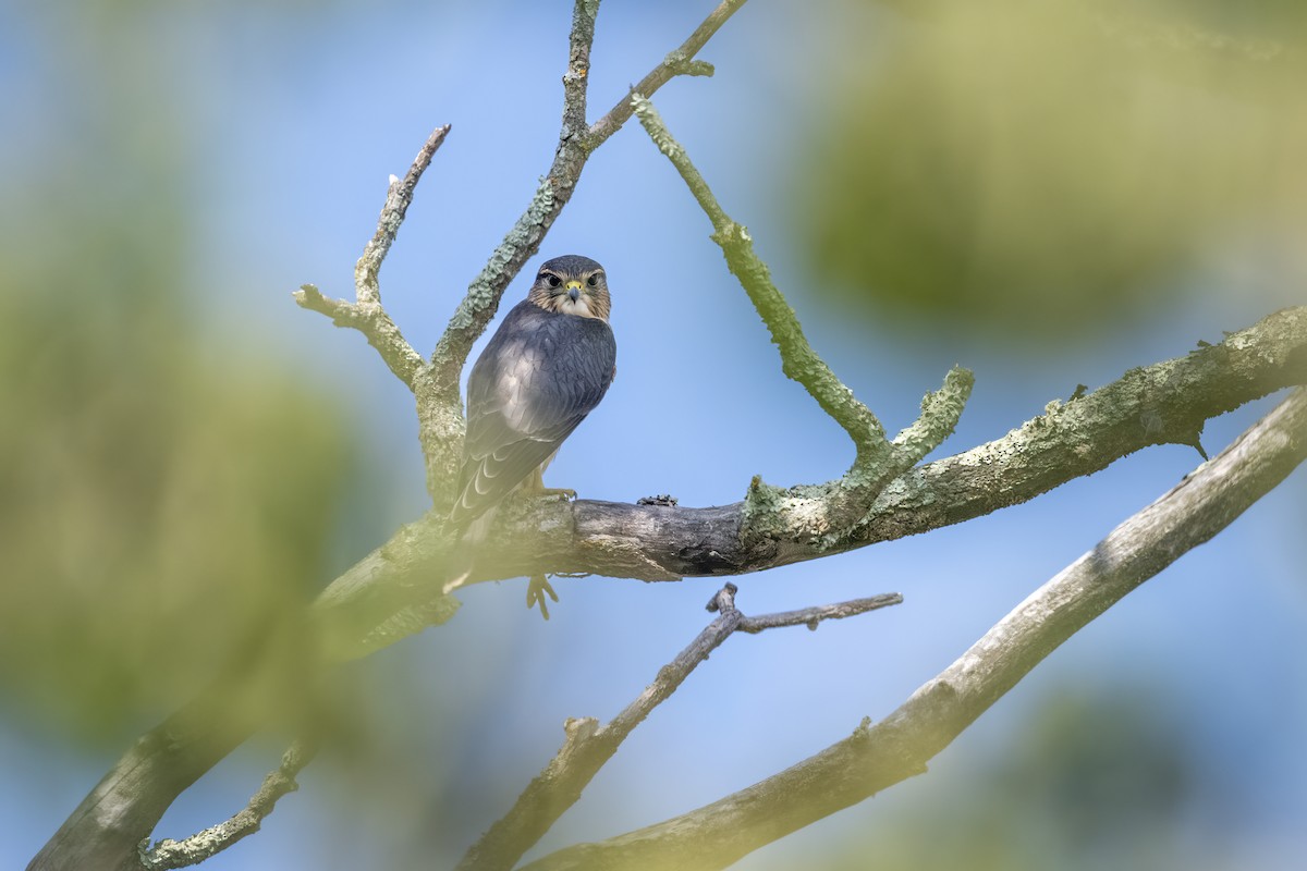 Merlin - ML594380511