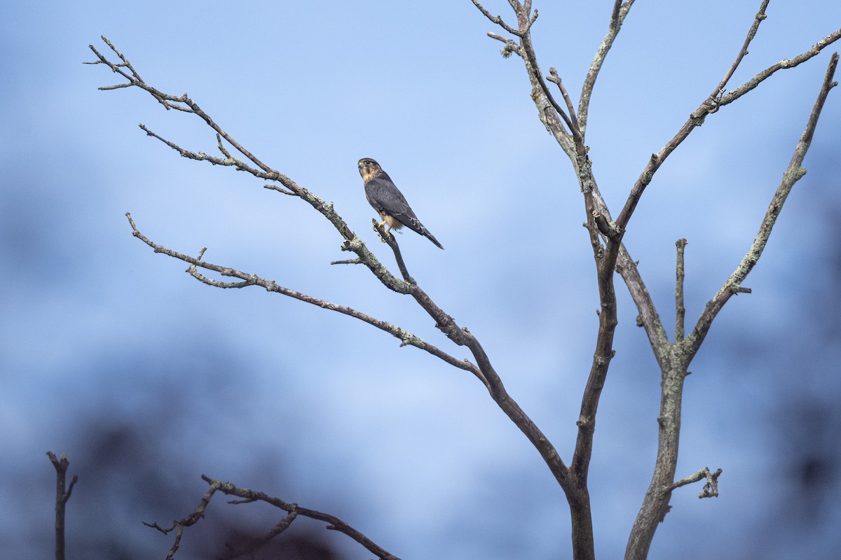 Merlin - ML594380561