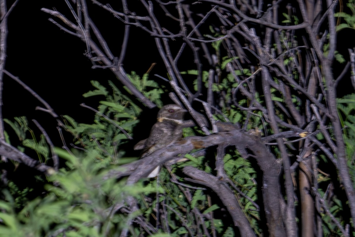 Buff-collared Nightjar - ML594380641