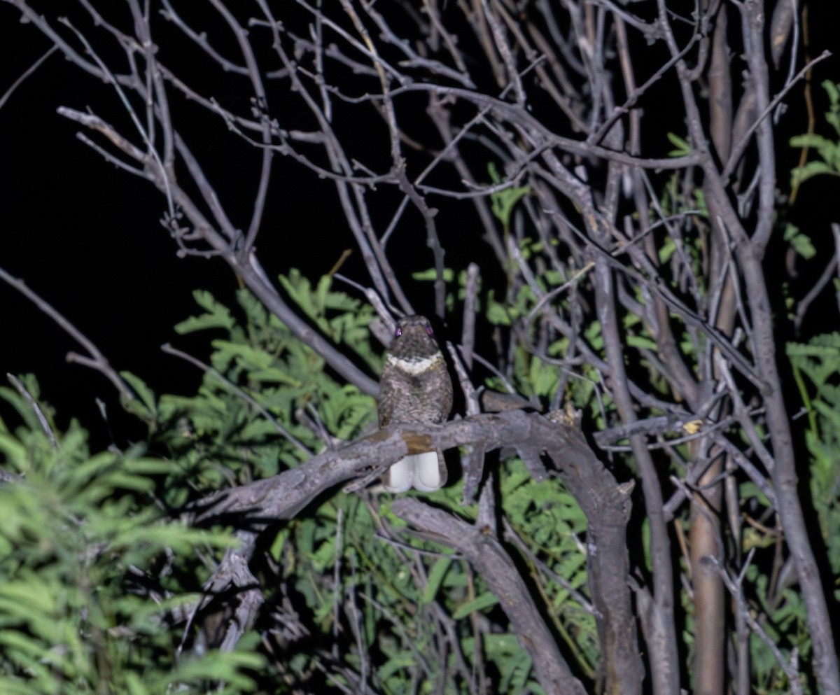 Buff-collared Nightjar - ML594380651