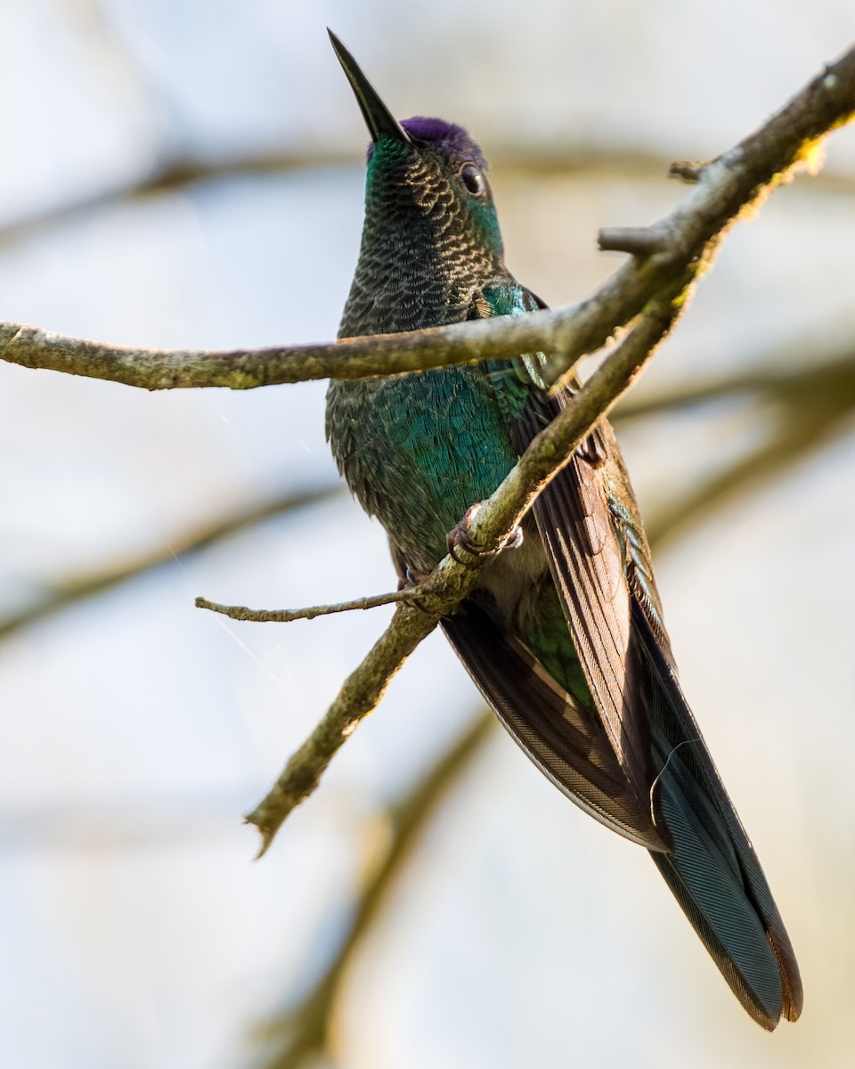 kolibřík fialovotemenný - ML594381621