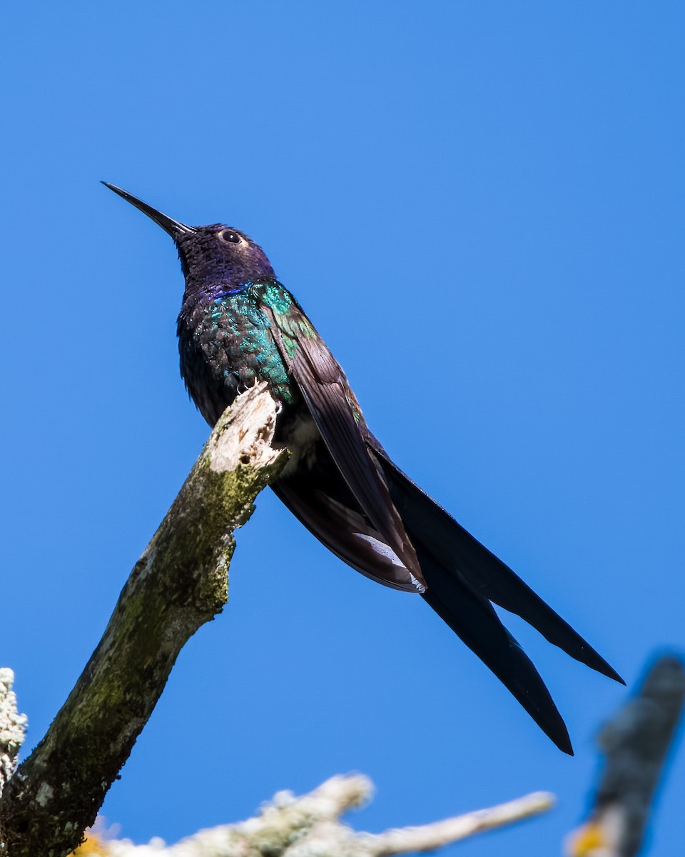 Swallow-tailed Hummingbird - ML594381731