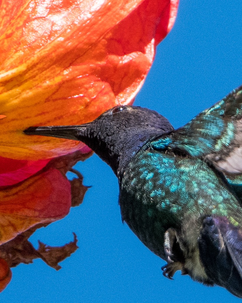 Swallow-tailed Hummingbird - Lupa Foto