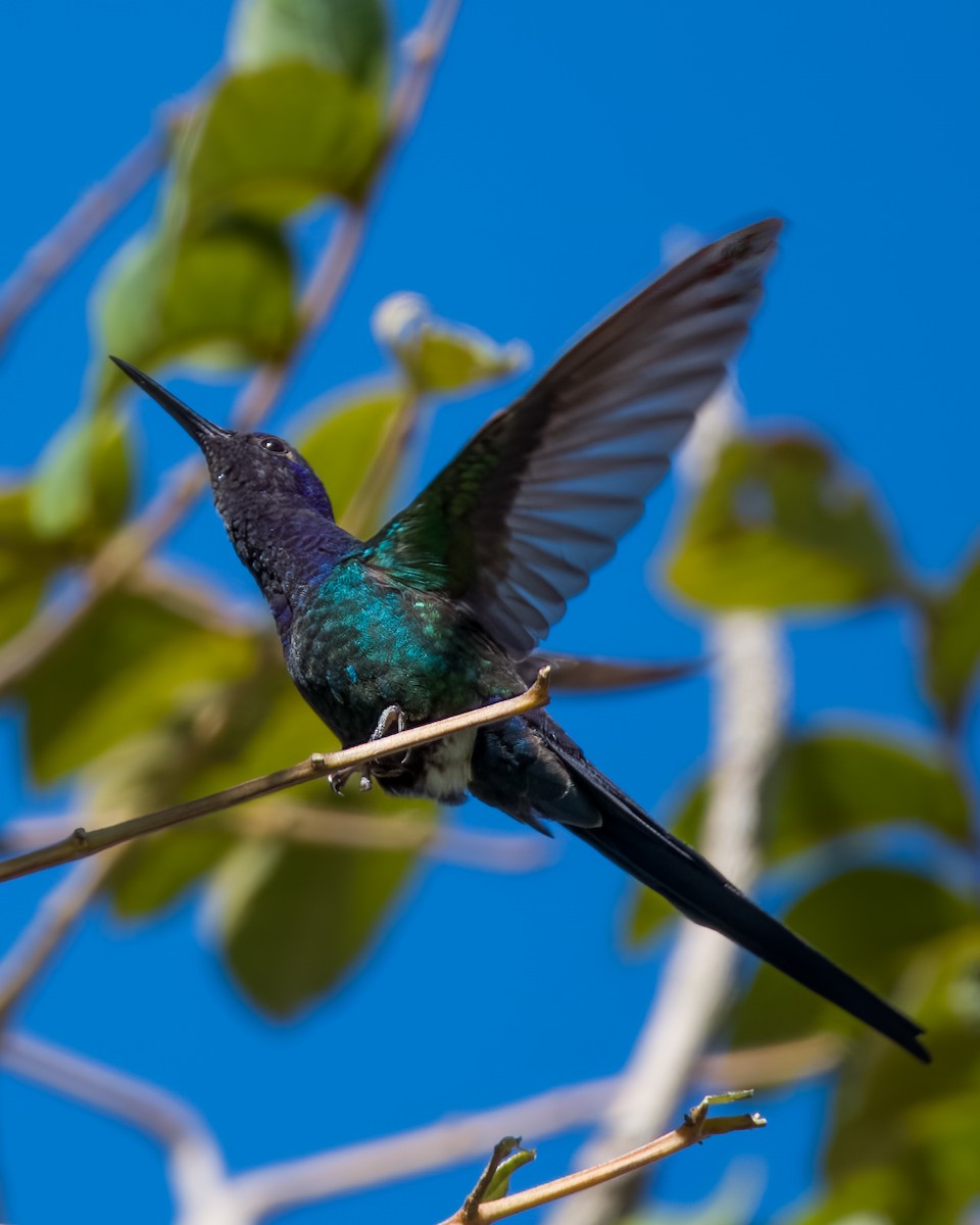 Swallow-tailed Hummingbird - ML594381751