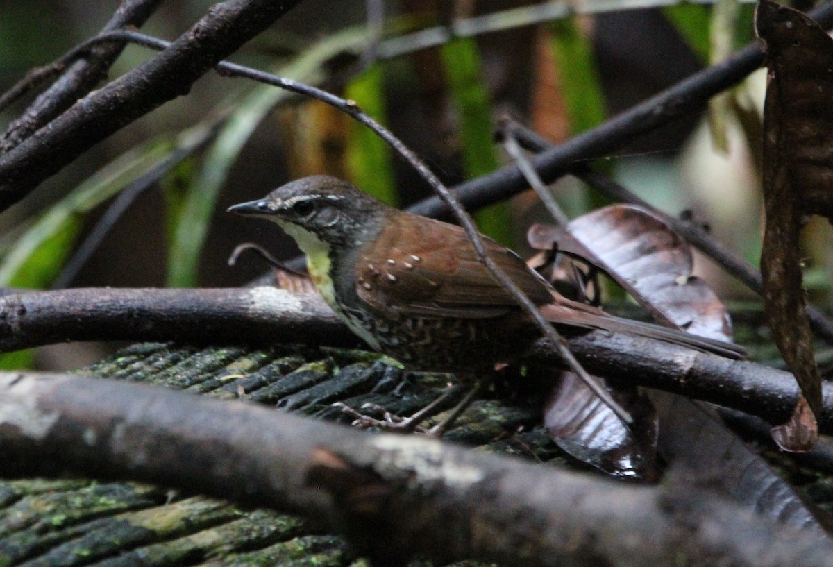 Brustflecktapaculo - ML594381801