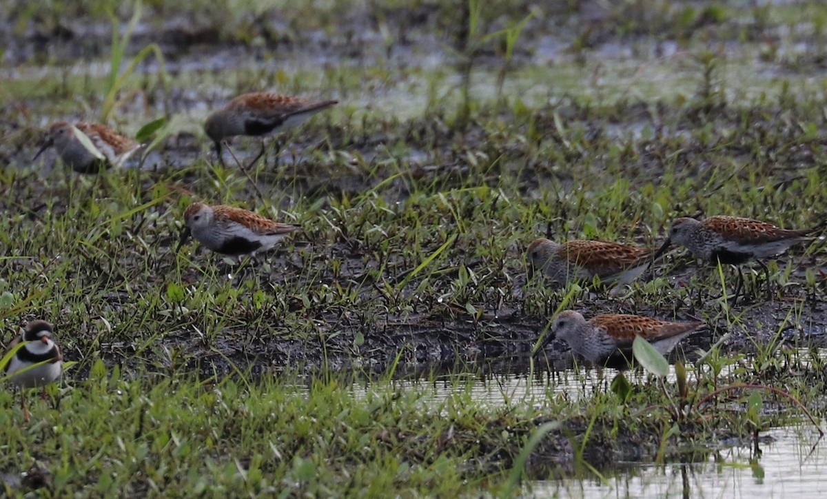 Dunlin - Elizabeth Curley