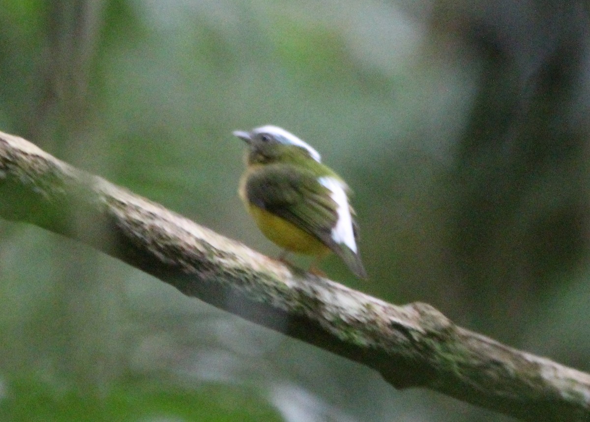 Snow-capped Manakin - ML594382531