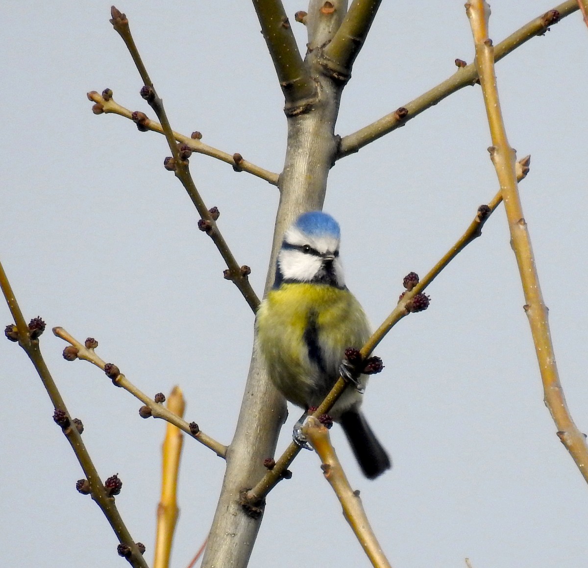 Eurasian Blue Tit - ML594382911