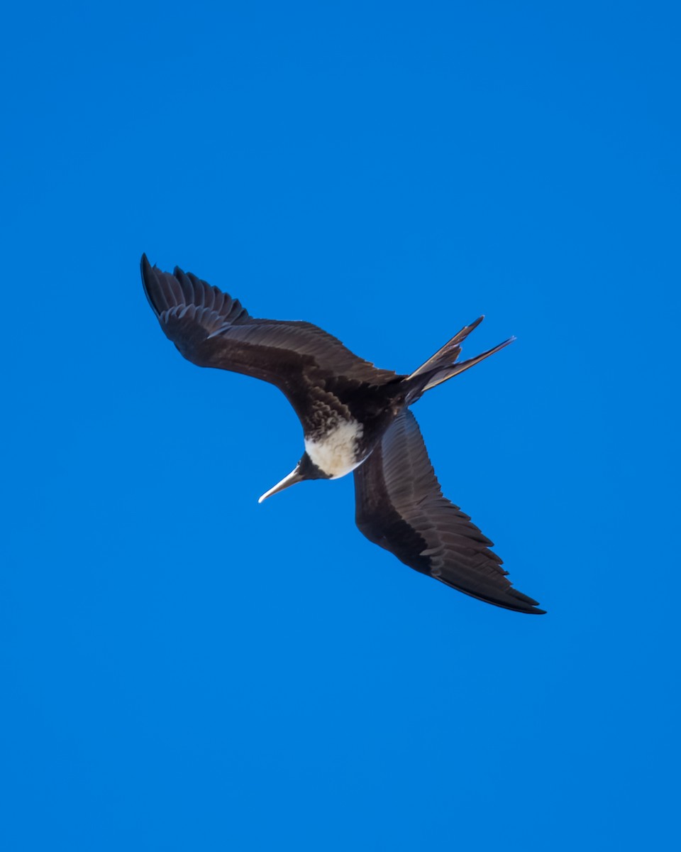 Magnificent Frigatebird - ML594383011