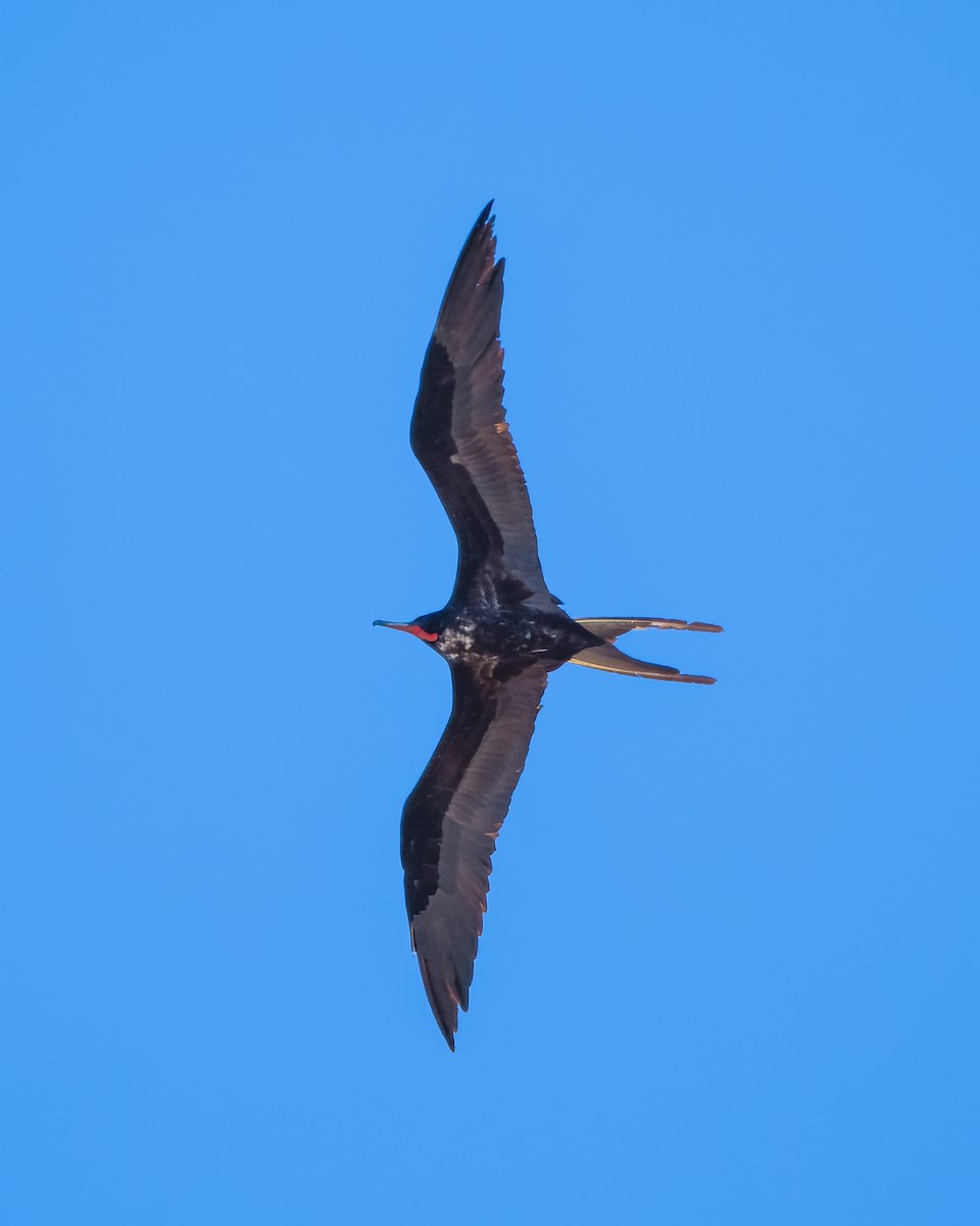 Magnificent Frigatebird - Lupa Foto