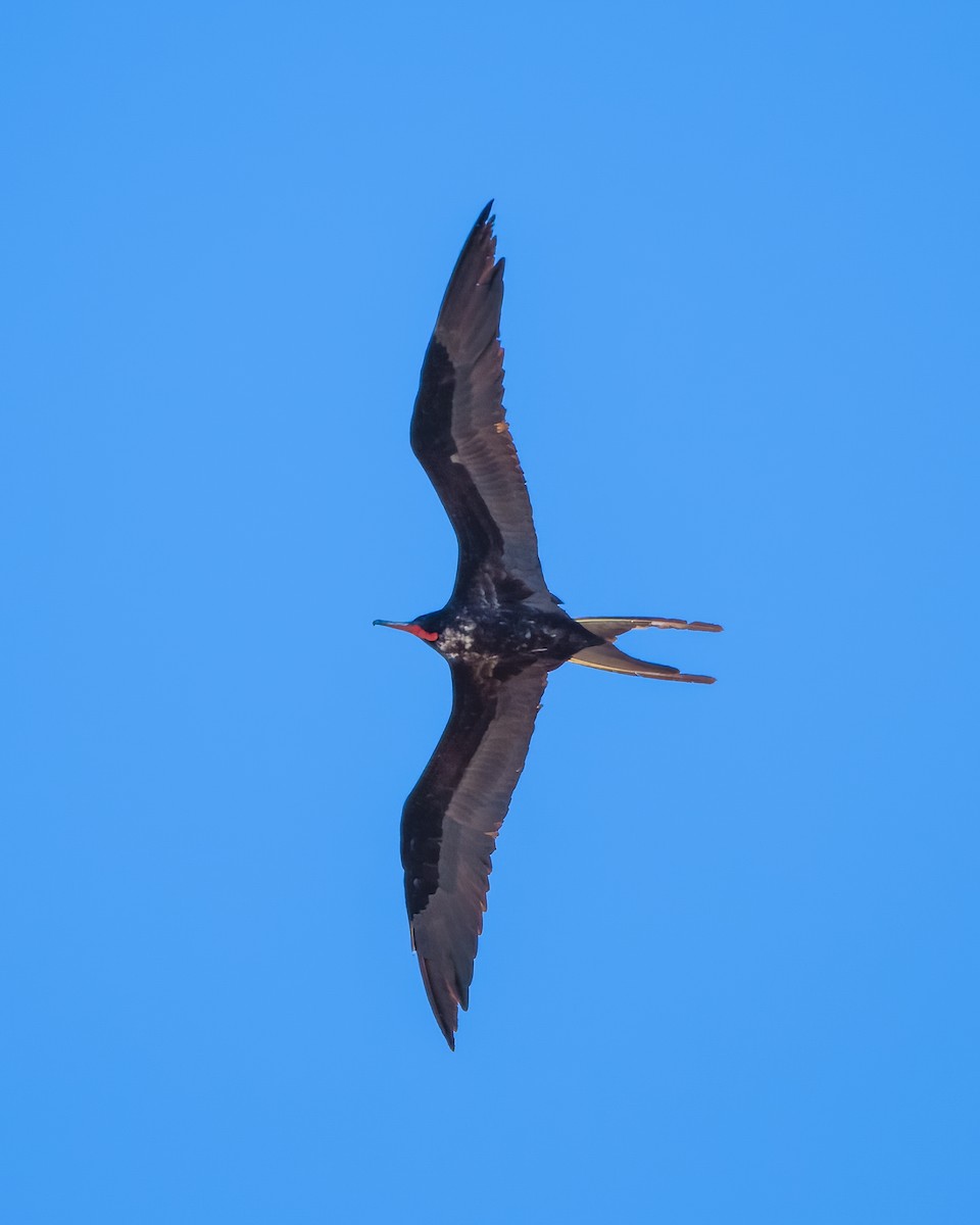 Magnificent Frigatebird - ML594383021