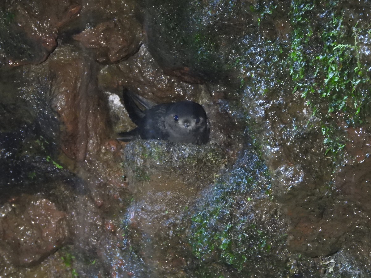 White-chinned Swift - ML594383231