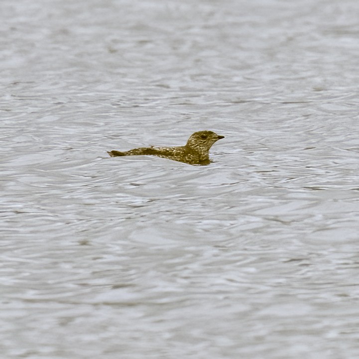 Kittlitz's Murrelet - ML594384201