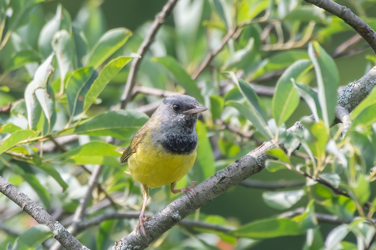 Mourning Warbler - Christy Hibsch