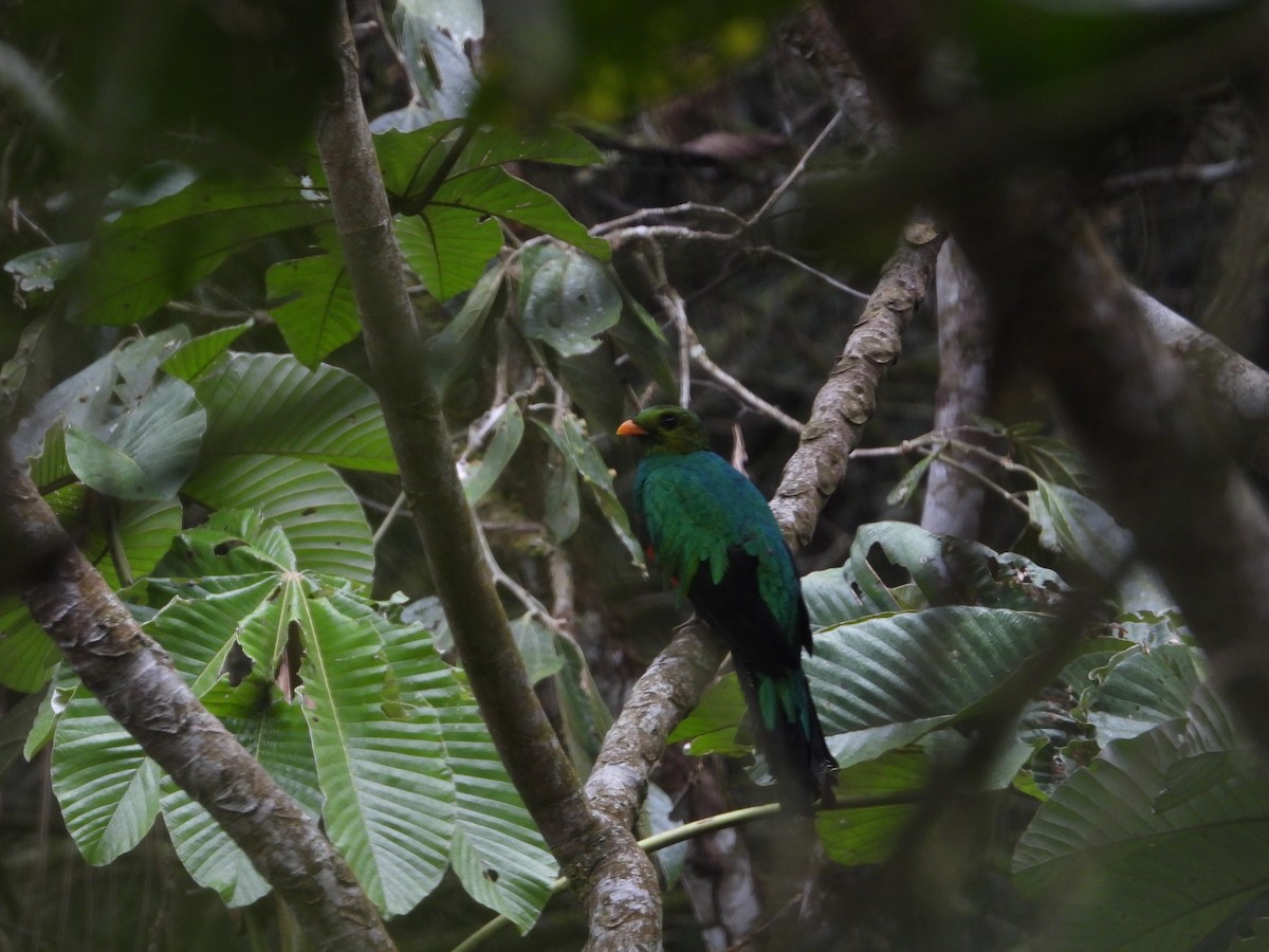 Golden-headed Quetzal - Mary Trombley