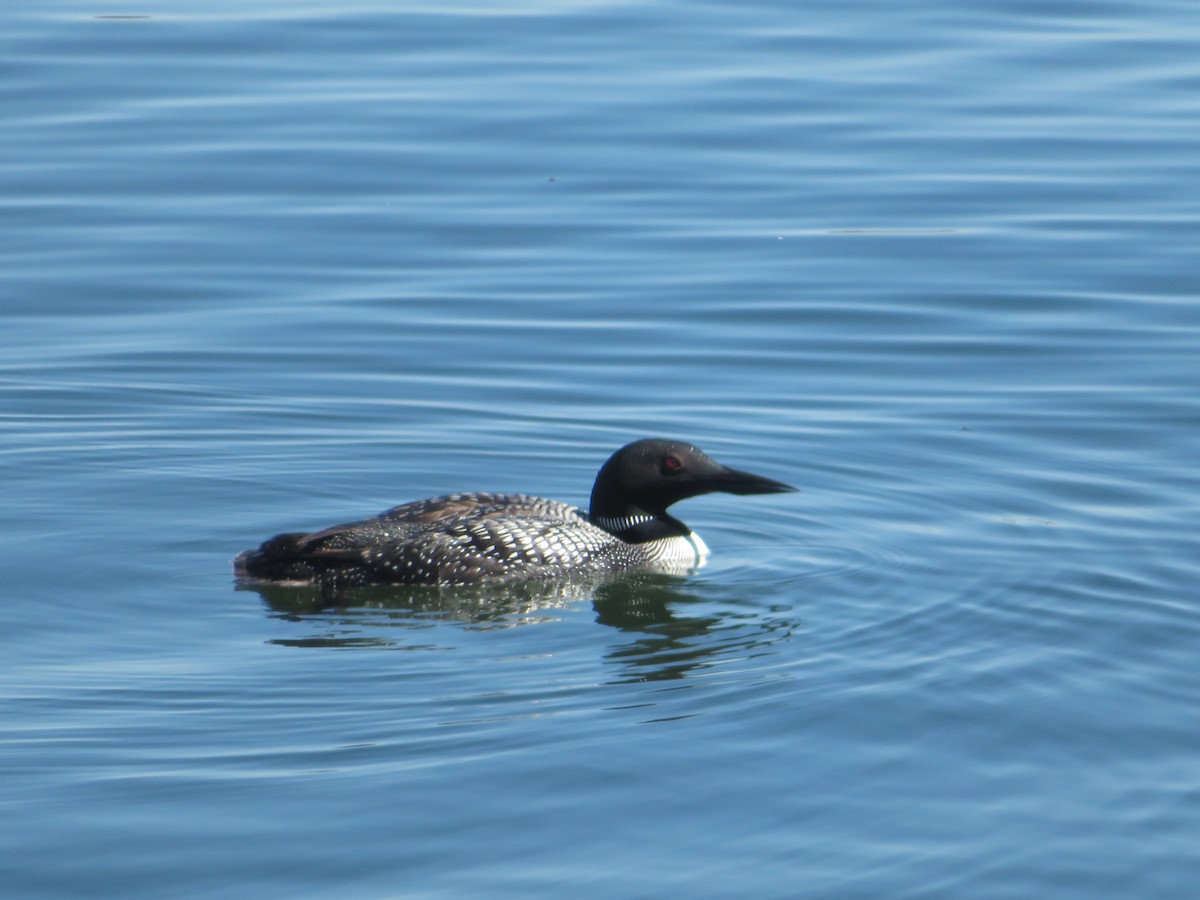 Common Loon - ML594384351