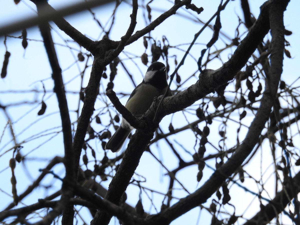 Mésange charbonnière - ML594384511