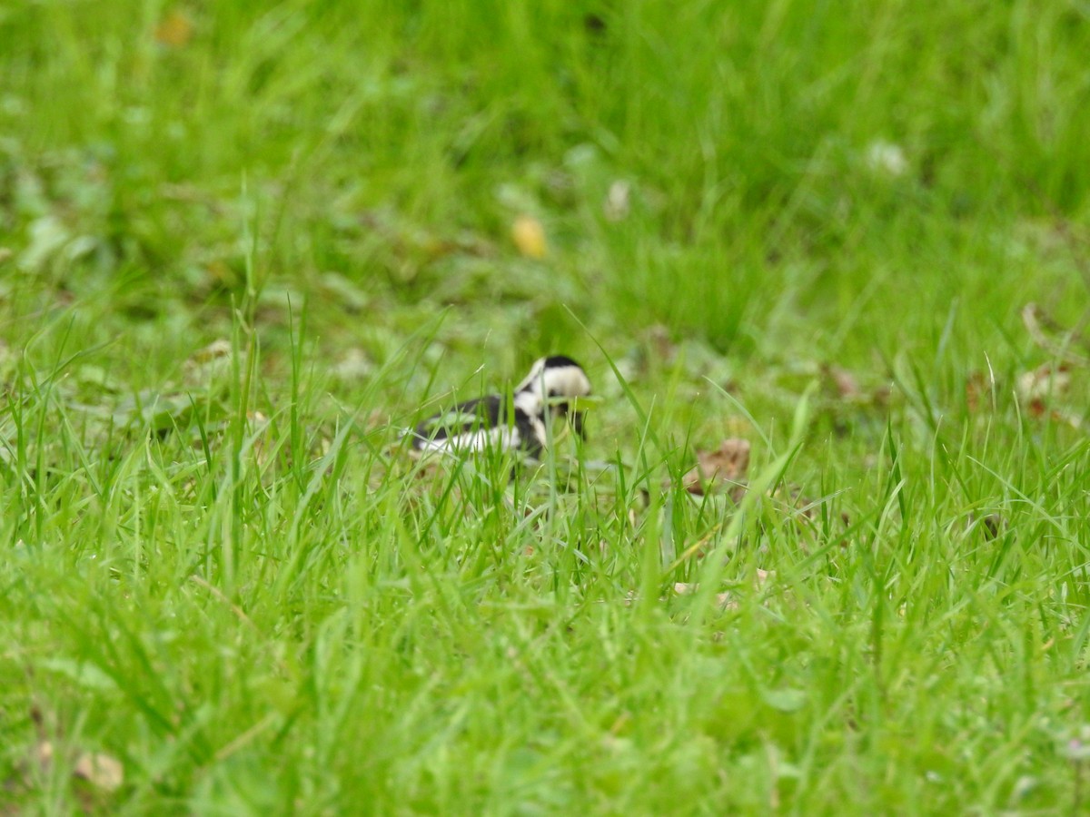 Syrian Woodpecker - ML594384611