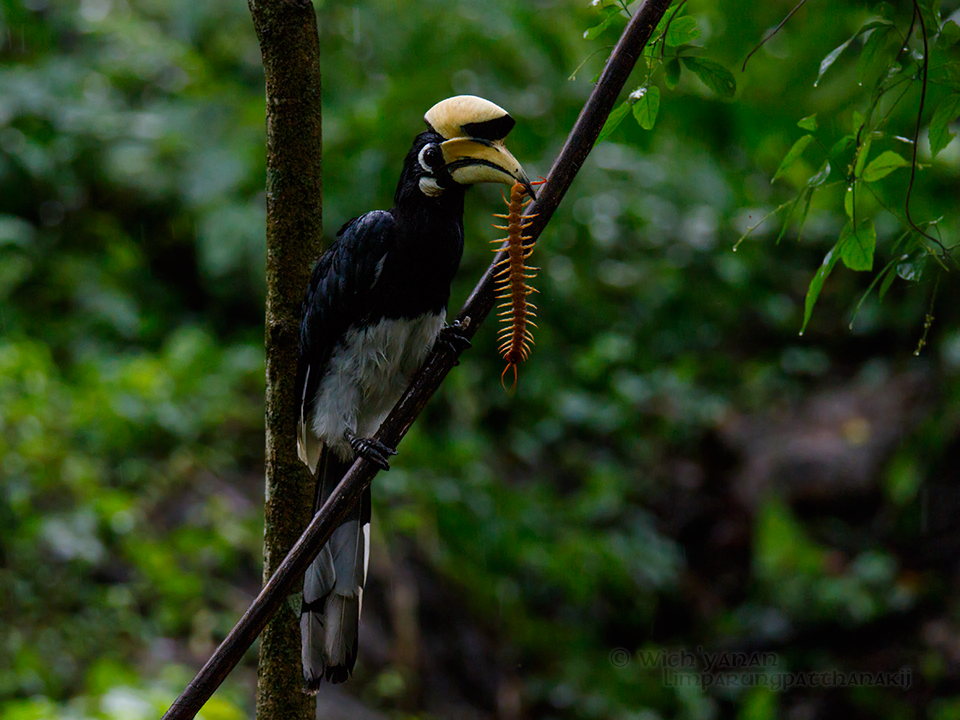 Oriental Pied-Hornbill - ML59438481