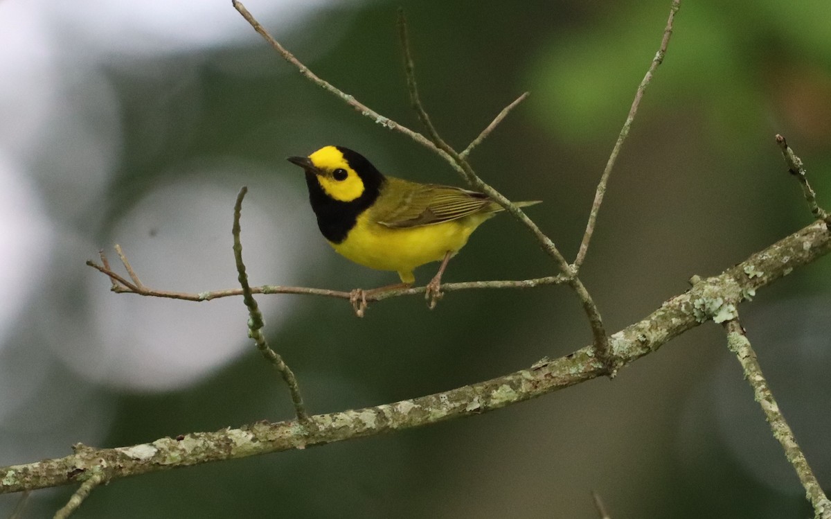 Hooded Warbler - Jo VerMulm