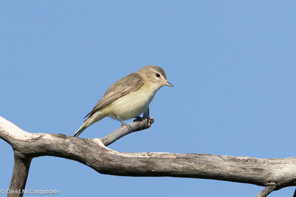 Warbling Vireo - ML594385191