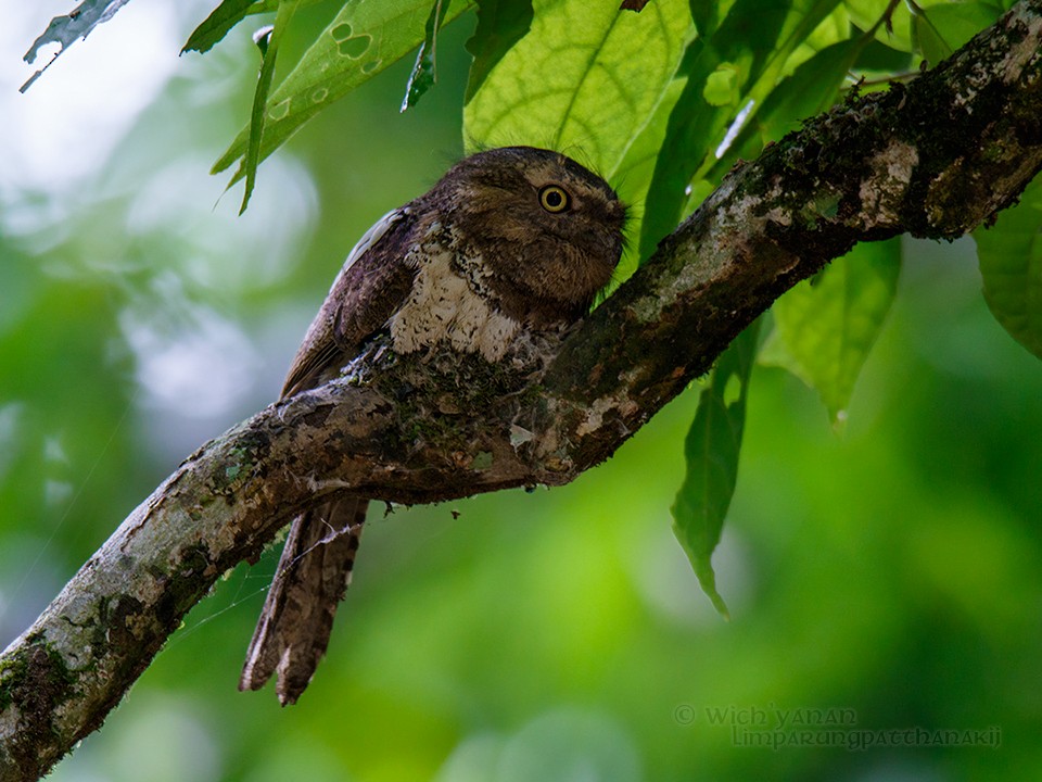 lelkoun malajský (ssp. continentalis) - ML59438591