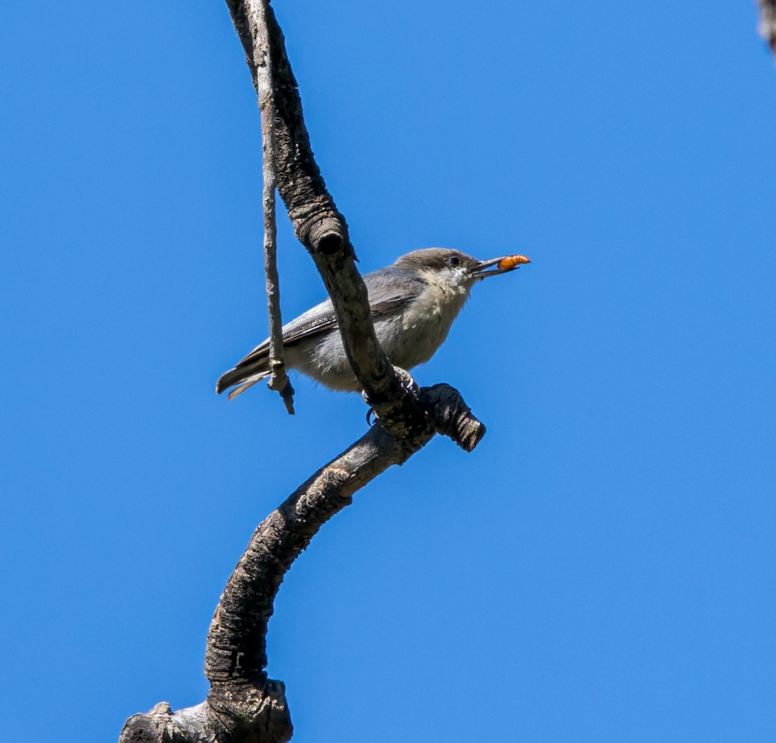 Pygmy Nuthatch - ML594386011