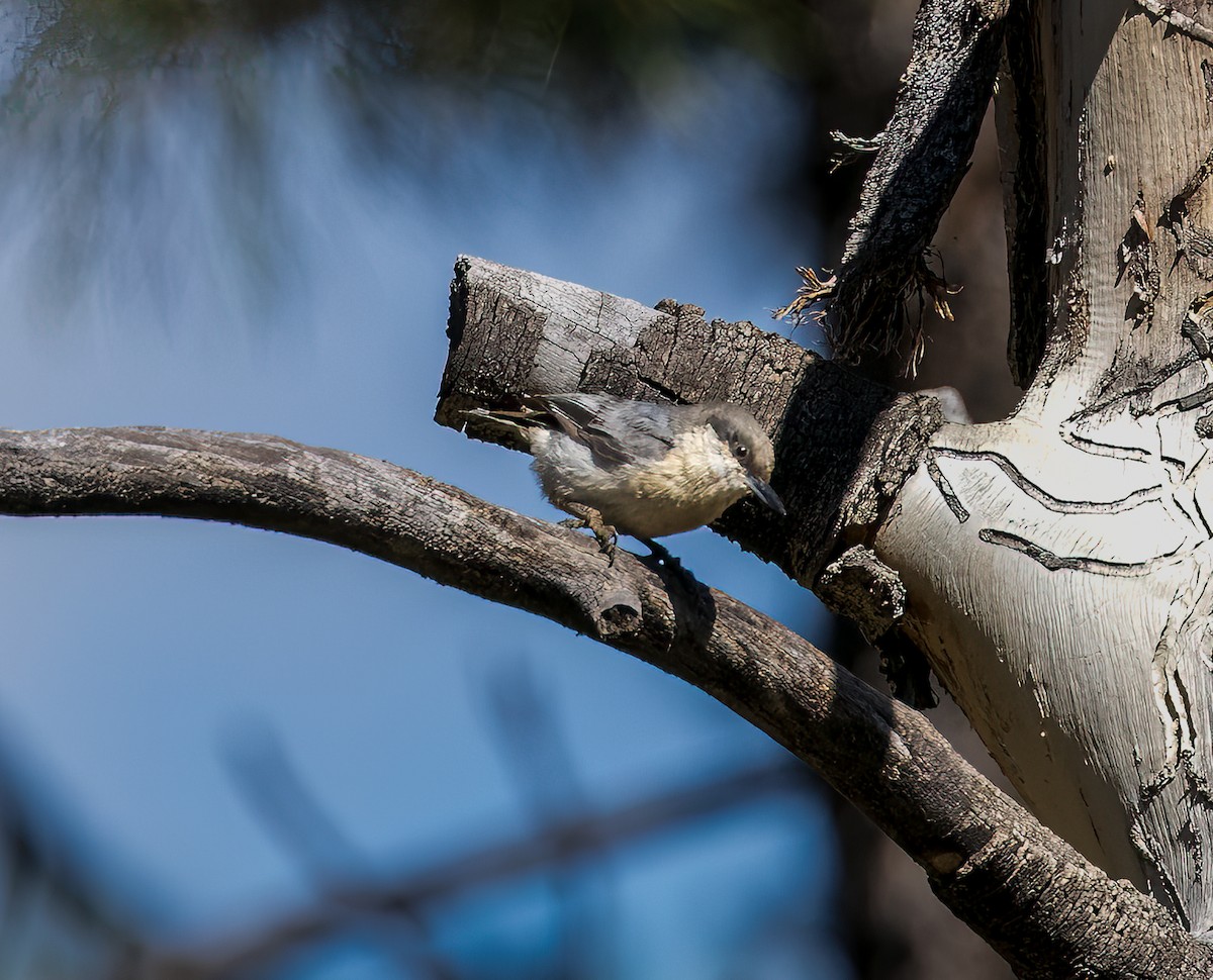 Pygmy Nuthatch - ML594386021