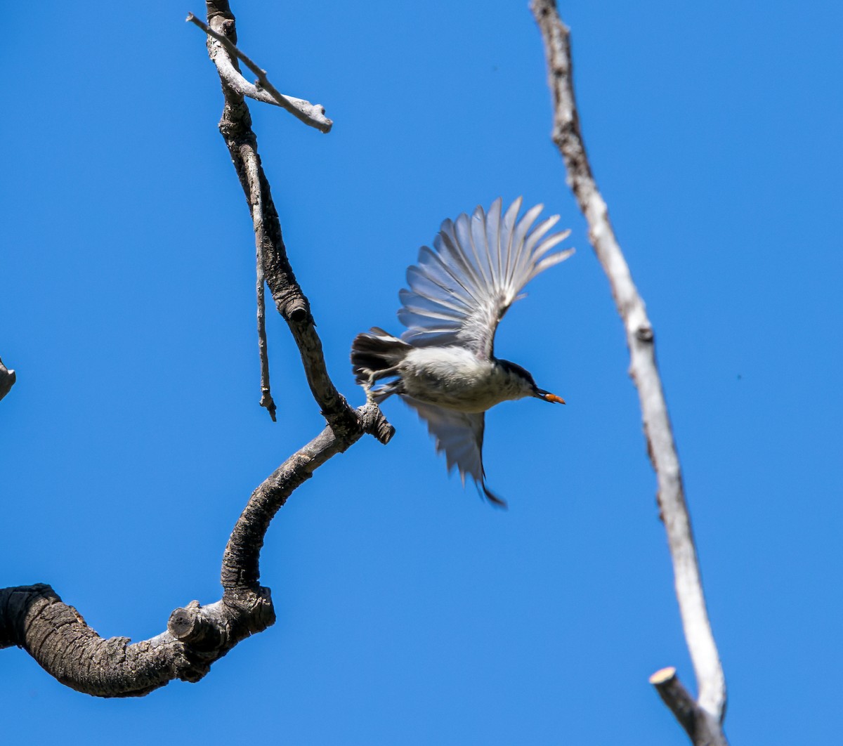 Pygmy Nuthatch - ML594386031