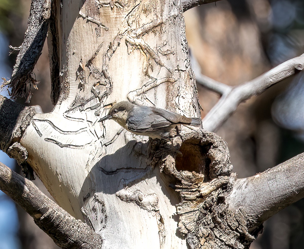 Pygmy Nuthatch - ML594386051